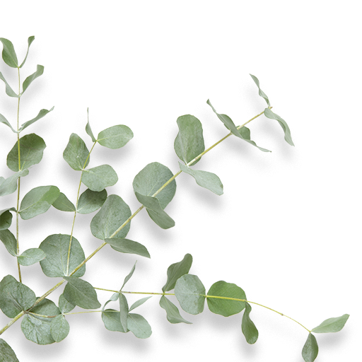 "a side view of eucalyptus leaves"